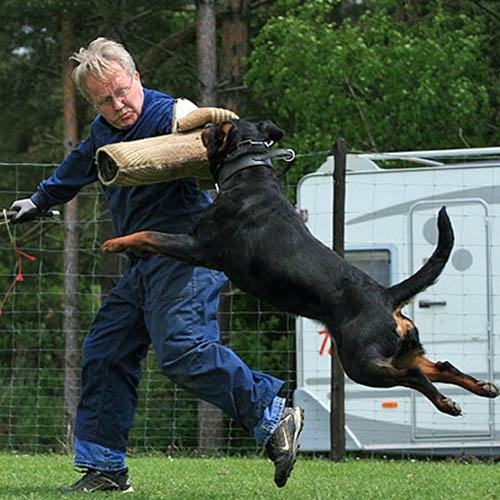 Cachorros para Vigilância em Cubatão