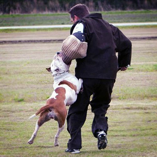 Segurança com Cães em Cubatão