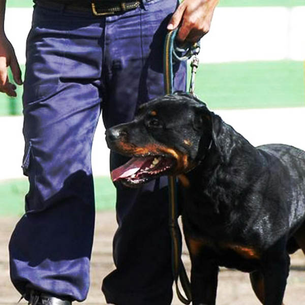 Cachorros para Segurança em Cubatão